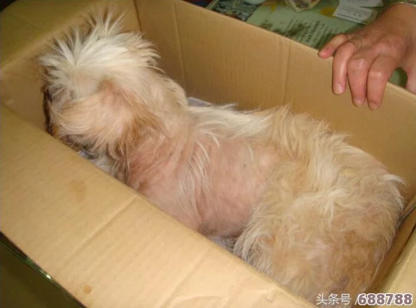 西施没有小内没有爱心的图片，网友热议：缺乏情感表达让人心生遗憾，艺术的深度何在？