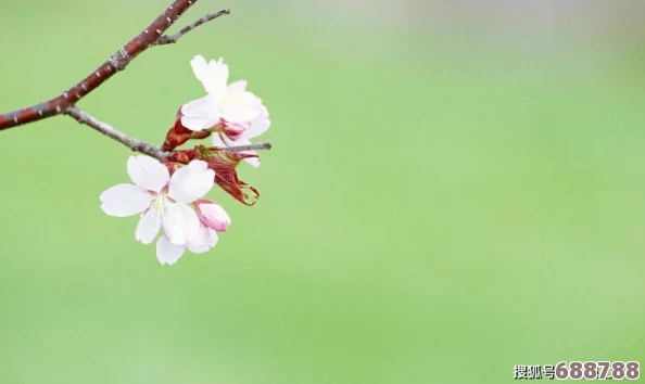 花季传:倾听花开时节的心声与感悟,领悟青春岁月的每一份感动与期待 花季传:倾听花开时节的心声与感悟,领悟青春岁月的每一份感动与期待