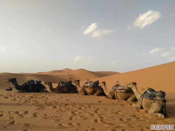 沙丘2000:穿越星际沙海的史诗冒险之旅 沙丘2000:穿越星际沙海的史诗冒险之旅
