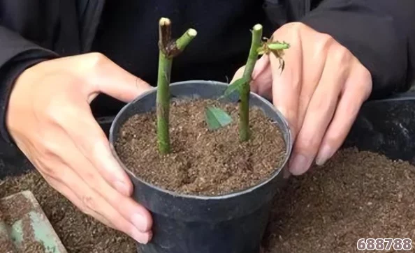 扦插BB有什么好处视频：园艺小白必看！轻松上手绿植繁殖，打造属于你的植物王国