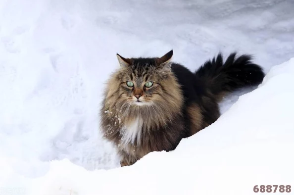 《怪物猎人：崛起》高效捕获秘籍，解锁全新狩猎策略一览！