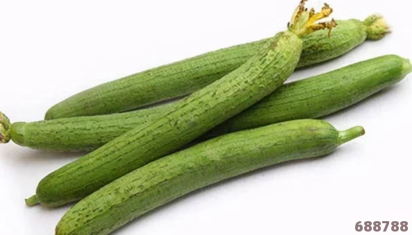 丝瓜Aaa：用户热评揭示其独特风味及健康益处，成为饮食中不可或缺的选择