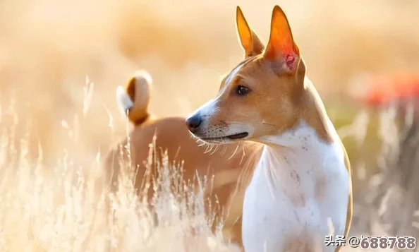 《怪物猎人世界》详尽攻略：解锁猫咪全技能秘籍，图文并茂教学助战力飙升！
