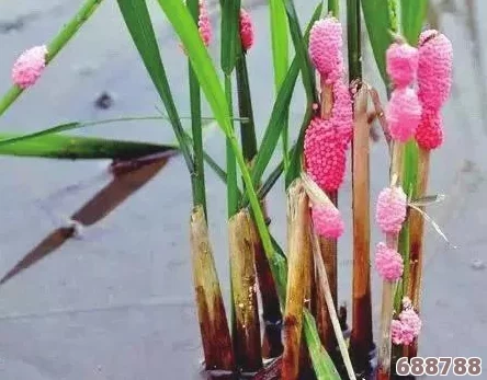 口袋妖怪：岩石系天敌与压制对象全解析！